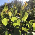 Hjartatré - Cercidiphyllum japonicum