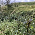 Piparmynta - Mentha x piperita