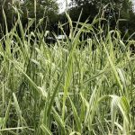 Randagras - Phalaris arundinacea var picta