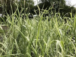 Randagras - Phalaris arundinacea var picta