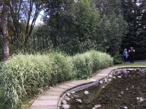 Randagras - Phalaris arundinacea var picta - Image 2