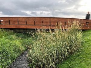 Randagras - Phalaris arundinacea var picta - Image 3