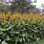 Skildir - Ligularia spp.