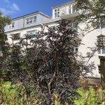 Svartyllir 'Black Lace' - Sambucus nigra 'Black Lace'