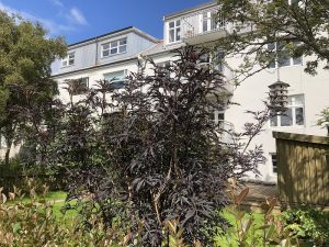 Svartyllir 'Black Lace' - Sambucus nigra 'Black Lace'