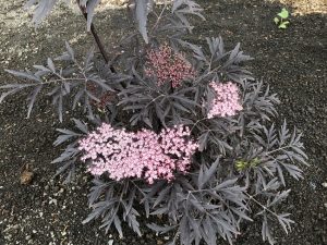Svartyllir 'Black Lace' - Sambucus nigra 'Black Lace' - Image 2