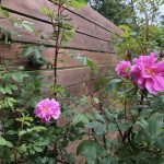 Yndisrós - Rosa 'Yndisrós'