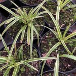 Japansstör 'Ice Dance' - Carex morrowii 'Ice Dance'