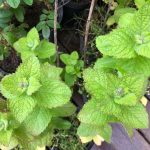 Eplamynta - Mentha suaveolens