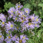 Garðakobbi - Erigeron speciosus