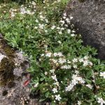 Grænlandsmura - Sibbaldiopsis tridentata