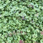 Krosshnappur - Glechoma hederacea