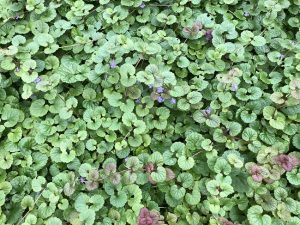 Krosshnappur - Glechoma hederacea