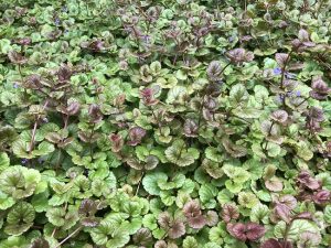 Krosshnappur - Glechoma hederacea - Image 2