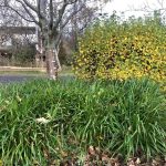 Lundahæra - Luzula sylvatica