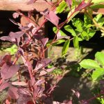 "Purpurabroddur" 'Silver Miles' - Berberis x ottawensis 'Silver Miles'