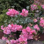 Rós 'Bonica 82' - Rosa 'Bonica 82'