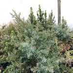 Sabínueinir - Juniperus sabina