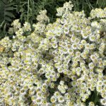 Snækollur - Anaphalis margaritacea