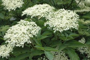 Svartyllir - Sambucus nigra