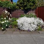 Völskueyra - Cerastium tomentosum