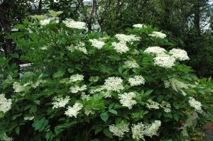 Svartyllir - Sambucus nigra - Image 2