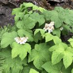 Mánaklungur - Rubus parviflorus