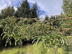 Þingvíðir - Salix viminalis 'Þingvíðir' - Image 3