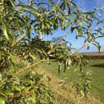 Þingvíðir - Salix viminalis 'Þingvíðir'