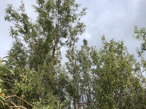 Þingvíðir - Salix viminalis 'Þingvíðir' - Image 2
