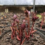 Silkibóndarós - Paeonia lactiflora