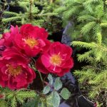 Rós 'John Cabot' - Rosa 'John Cabot'