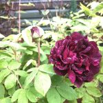 Gallarós 'Tuscany Superb' - Rosa gallica 'Tuscany Superb'