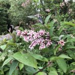 Sýrena 'Bríet' - Syringa 'Bríet'