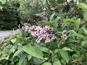 Sýrena 'Bríet' - Syringa 'Bríet'