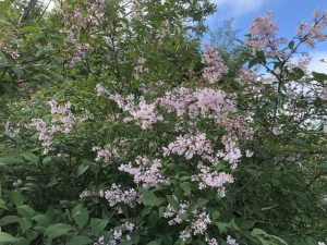 Sýrena 'Bríet' - Syringa 'Bríet' - Image 2