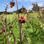 Fjalldalafífill - Geum rivale