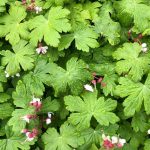 Ilmblágresi / Ilmgresi 'Spessart' - Geranium macrorrhizum 'Spessart'