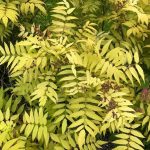 Reyniblaðka 'Sem' - Sorbaria sorbifolia 'Sem'