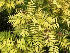 Reyniblaðka 'Sem' - Sorbaria sorbifolia 'Sem'