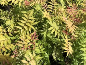 Reyniblaðka 'Sem' - Sorbaria sorbifolia 'Sem' - Image 2