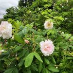 Rós 'Mrs John McNab' - Rosa 'Mrs John McNab'