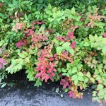 Japanskvistur 'Odensala' / Valhallarkvistur - Spiraea japonica 'Odensala'