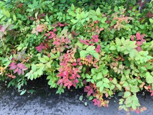 Japanskvistur 'Odensala' / Valhallarkvistur - Spiraea japonica 'Odensala'