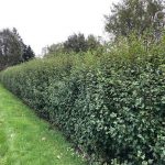 Fjallarifs / Alparifs 'Dima' - Ribes alpinum 'Dima'