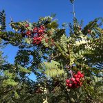 Kínareynir 'Bjartur' - Sorbus vilmorinii 'Bjartur'