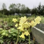 Friggjarlykill - Primula florindae