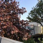 Broddhlynur rauður /"Purpurahlynur" - Acer platanoides f. purpurea