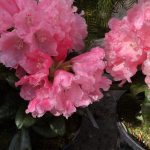 Tindalyngrós 'Colibri' - Rhododendron yakushimanum 'Colibri'