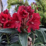 Lyngrós 'Rabatz' - Rhododendron 'Rabatz'